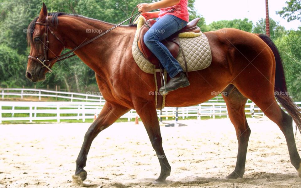 Horse back ride