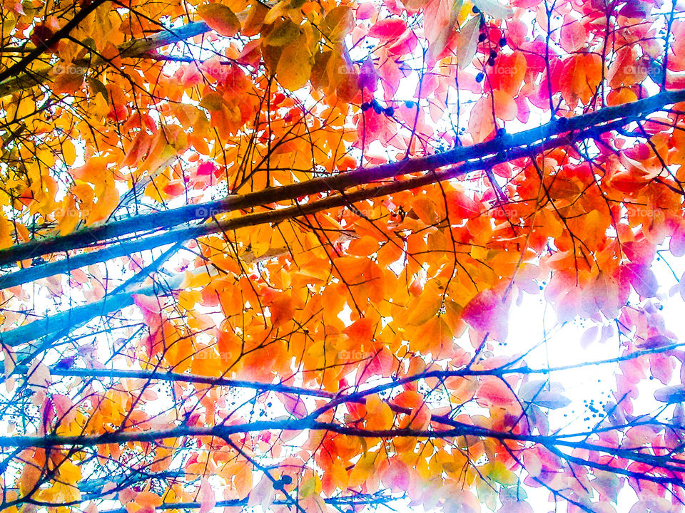 Painted Autumn