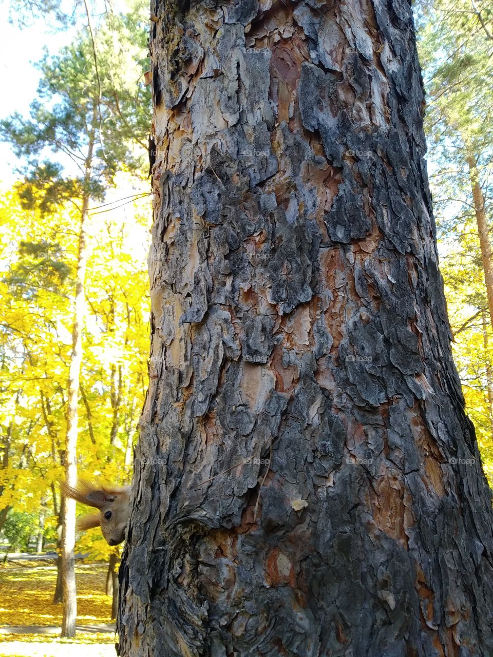 🐿️