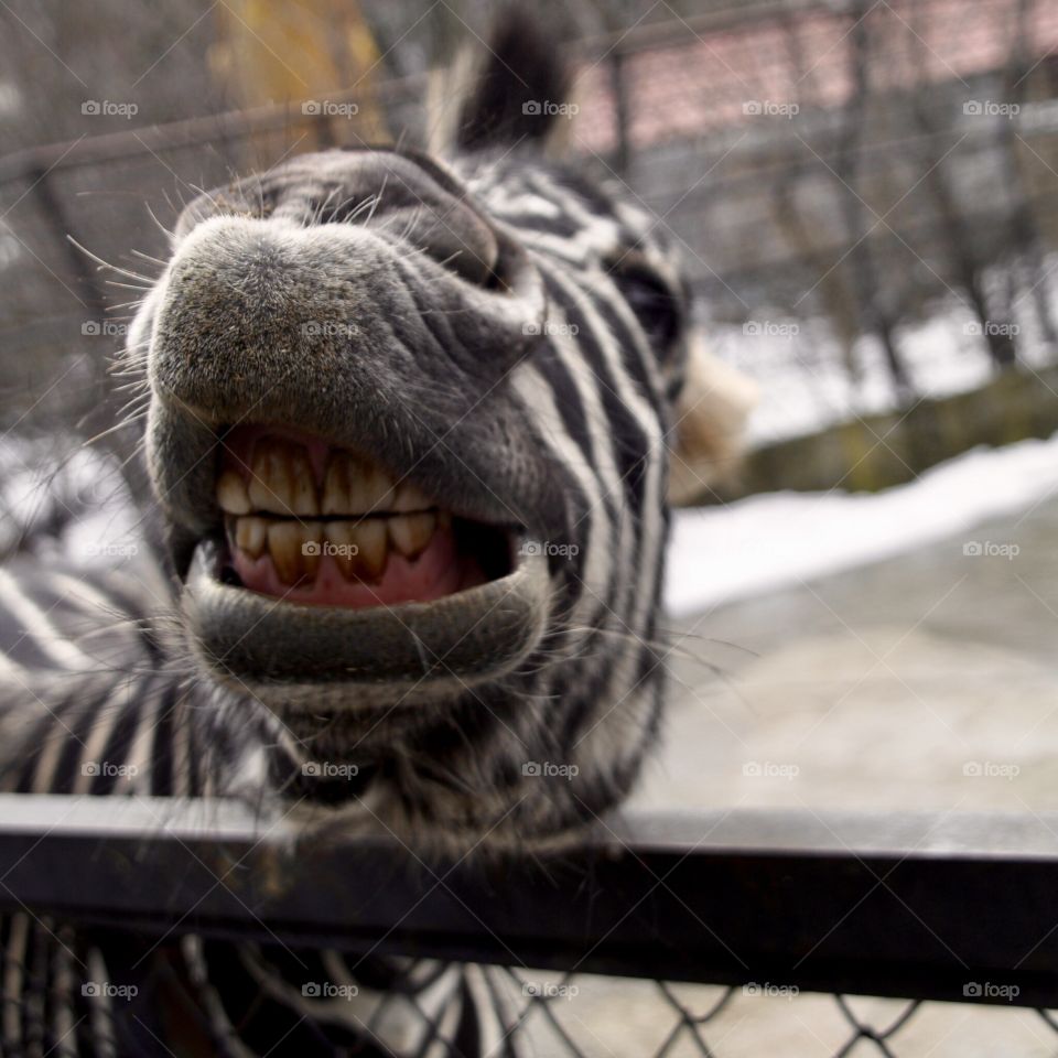funny smiling zebra at the zoo