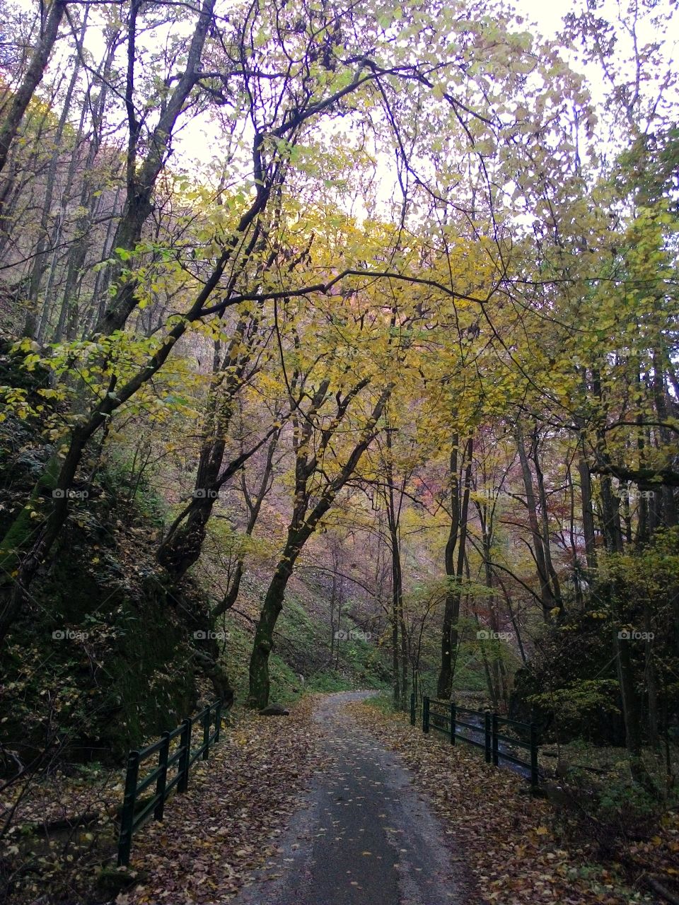 view of footpath in forest during autumn