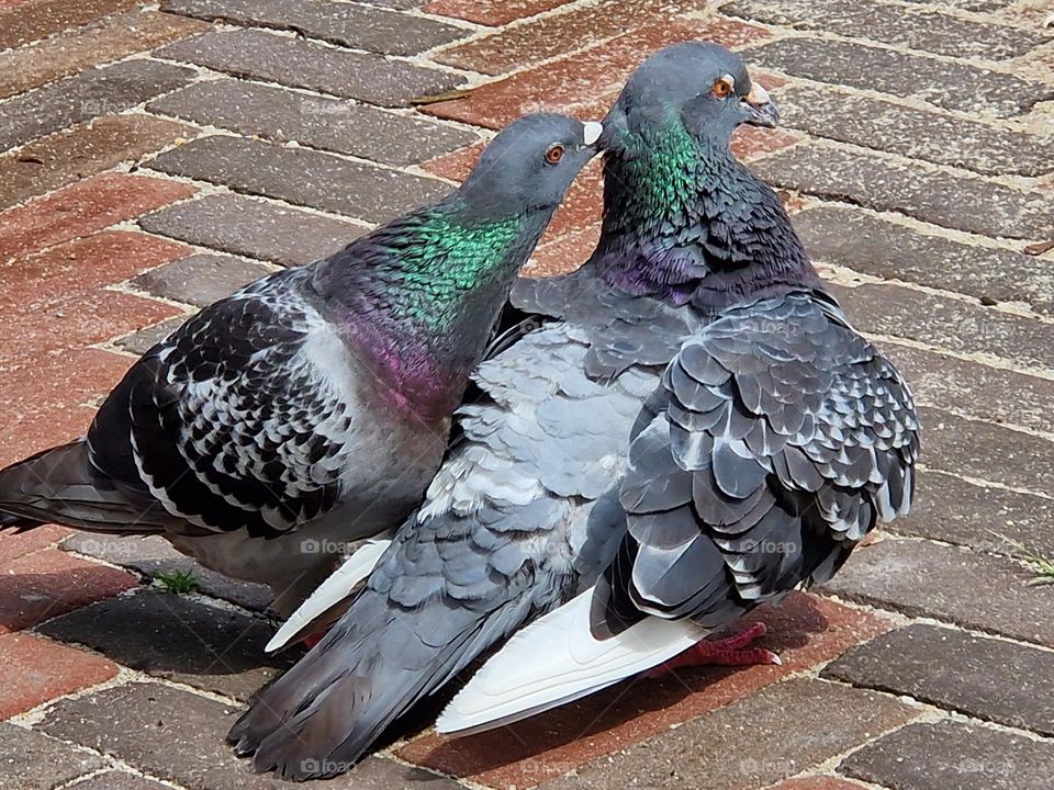 Two gray turtle doves