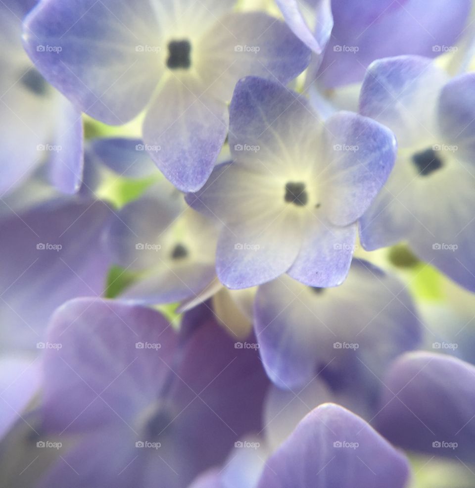 violet hydrangea 