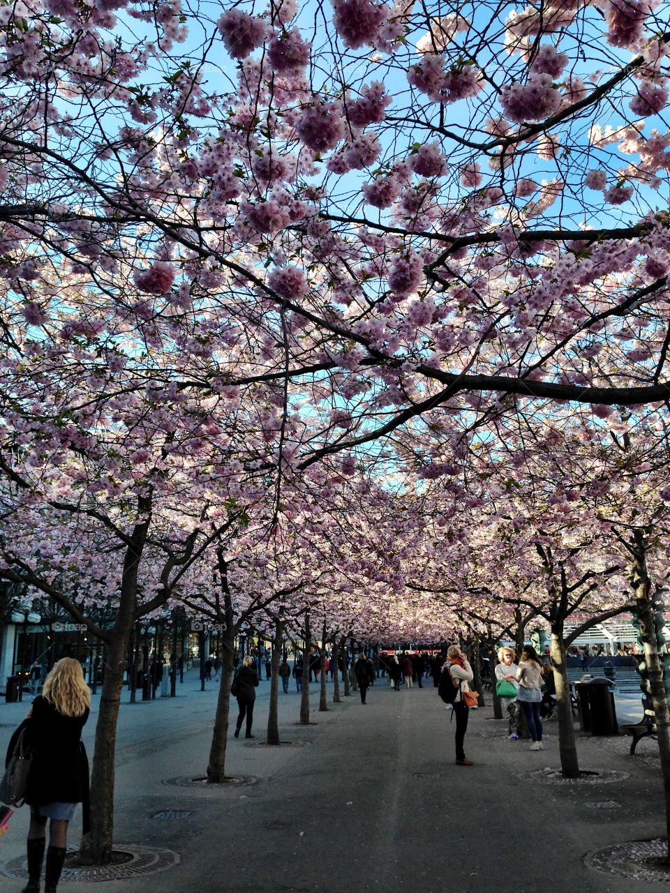 Specially spring . Spring in Kungsträdgården 