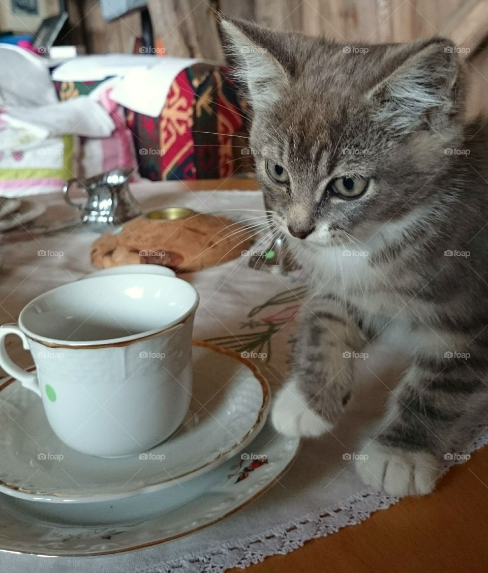 cat longing for Coffee