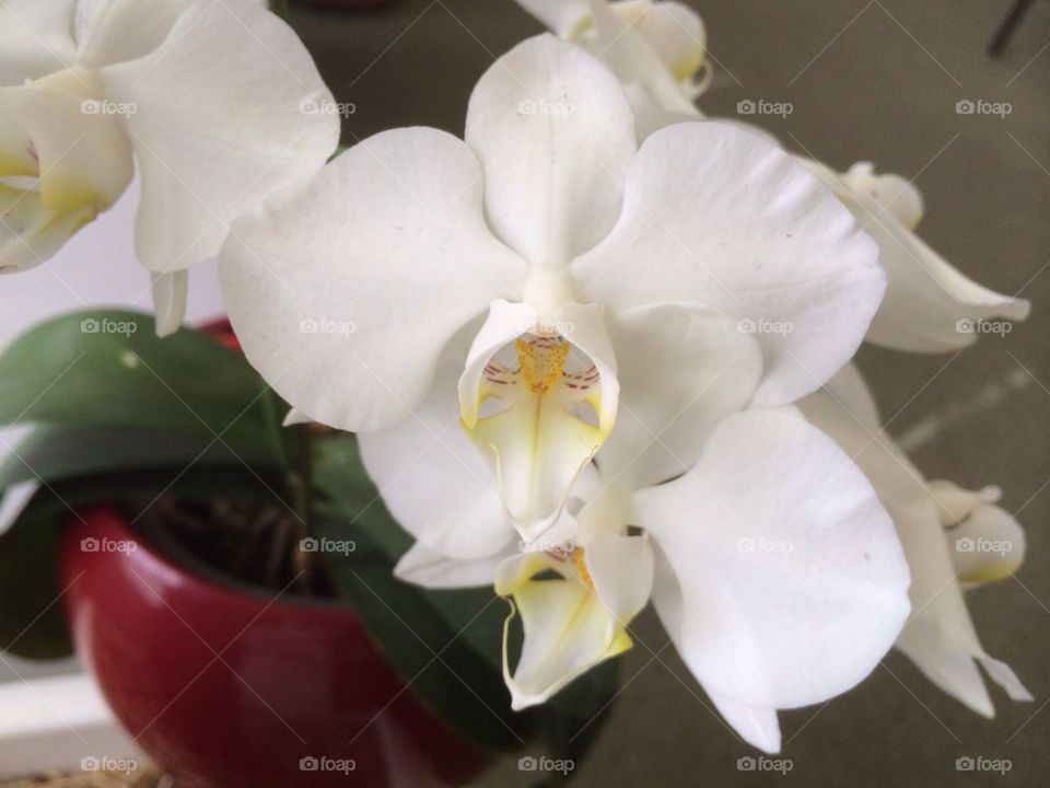 Orchid