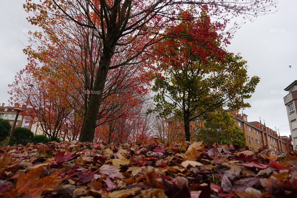 Park#trees#walk#autumn#leaves#colors