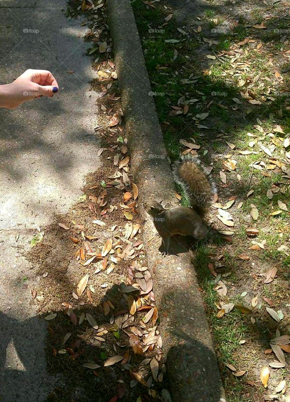 feeding squirrel
