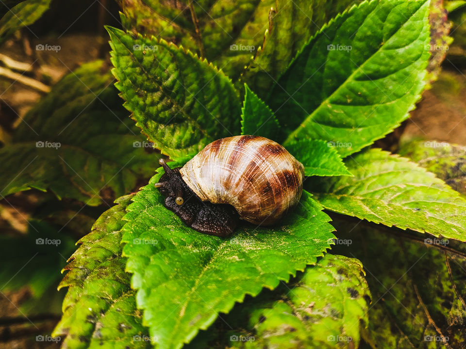 snail on leaf