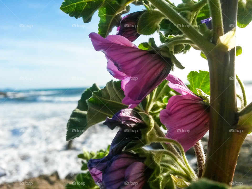 Purple flowers blooming at outdoors