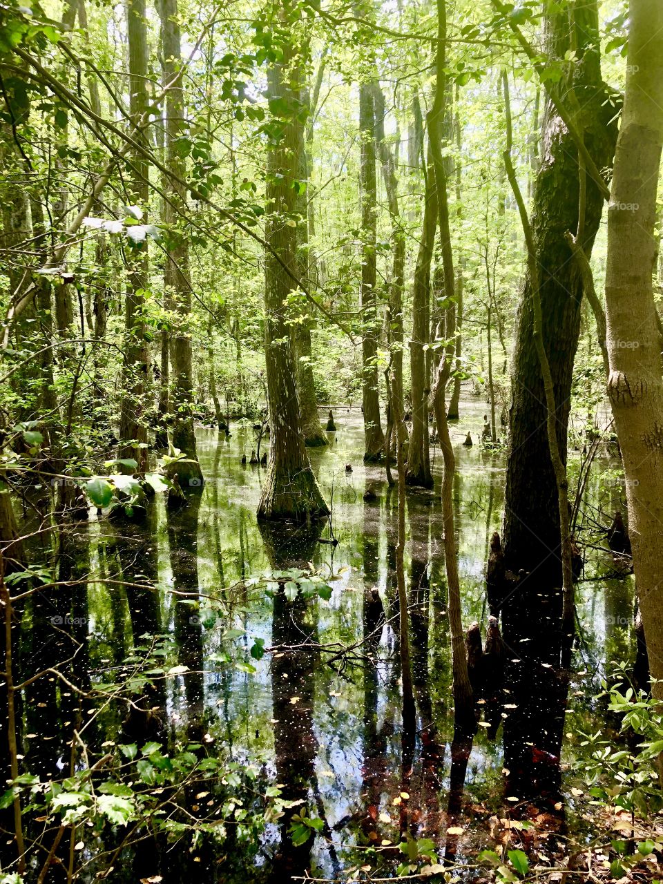 Swamp land