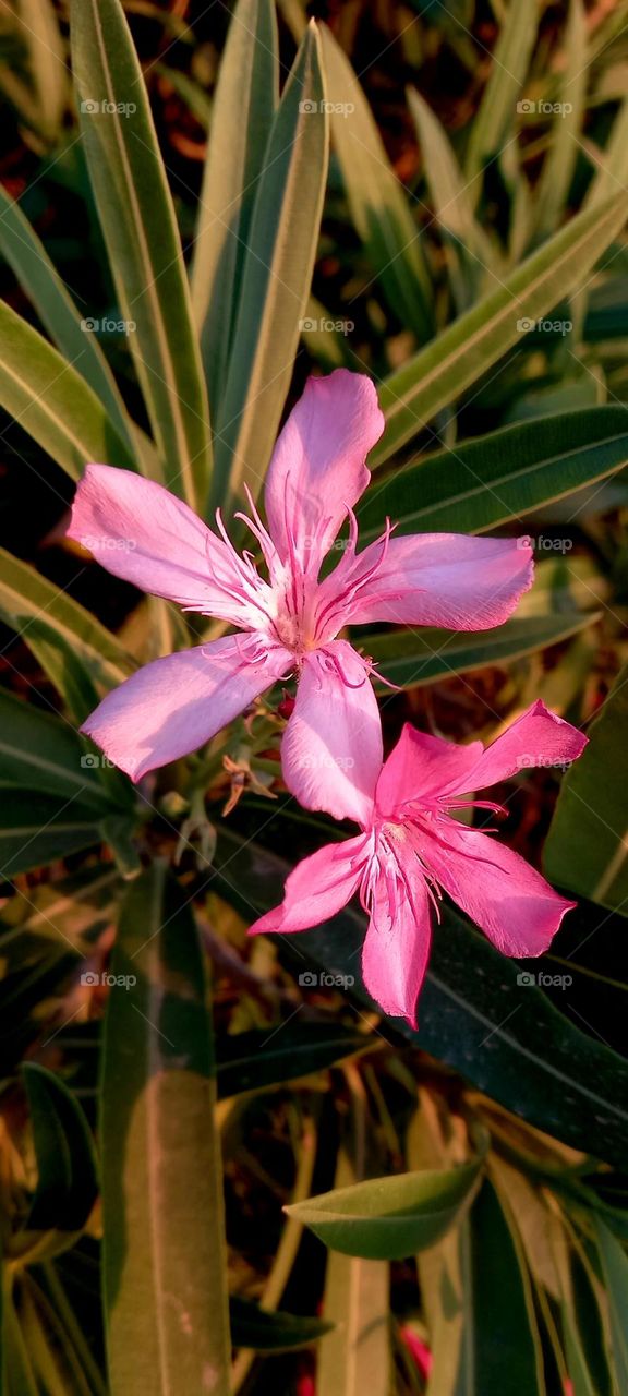 Nerium oleander