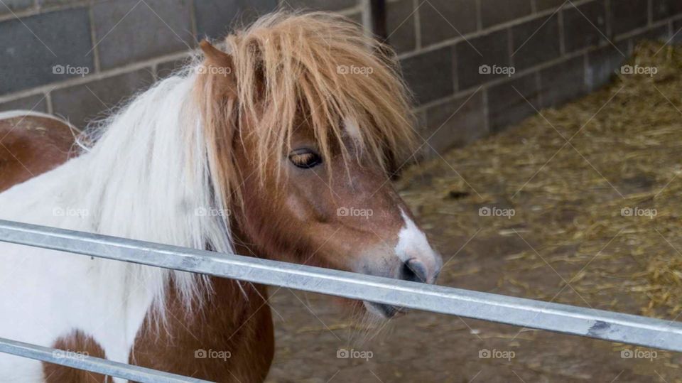 My little pony