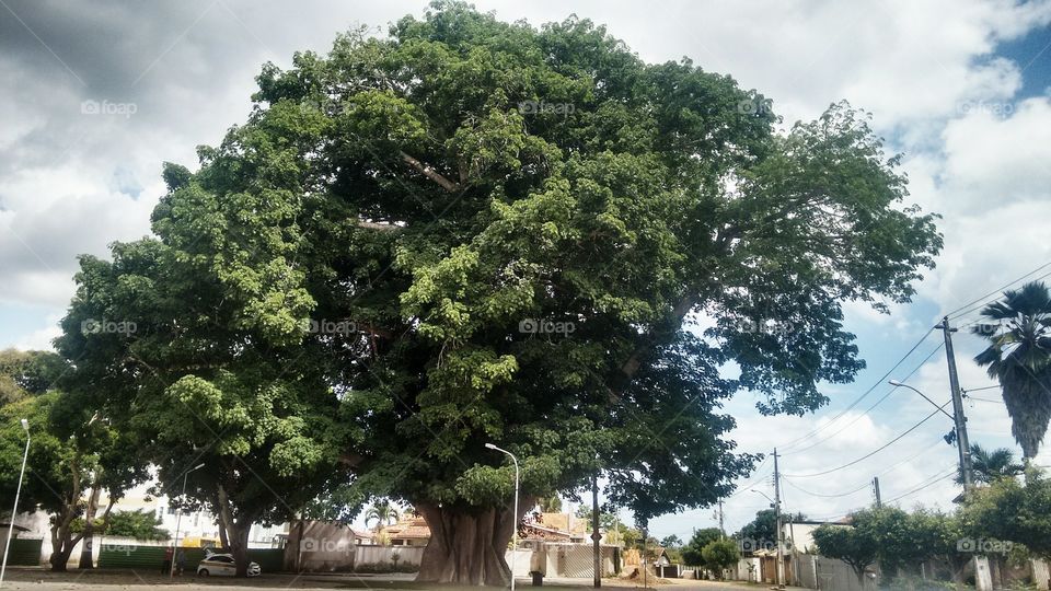 Árvore Sumaúma