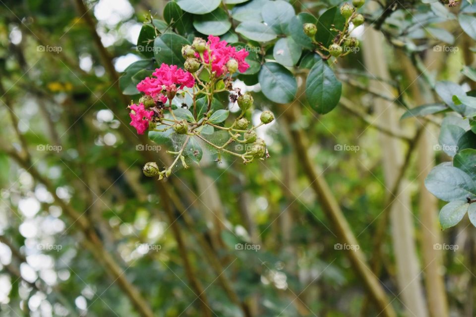 Last few pedals standing of a beautiful Crepe Myrtle before cool weather begins .