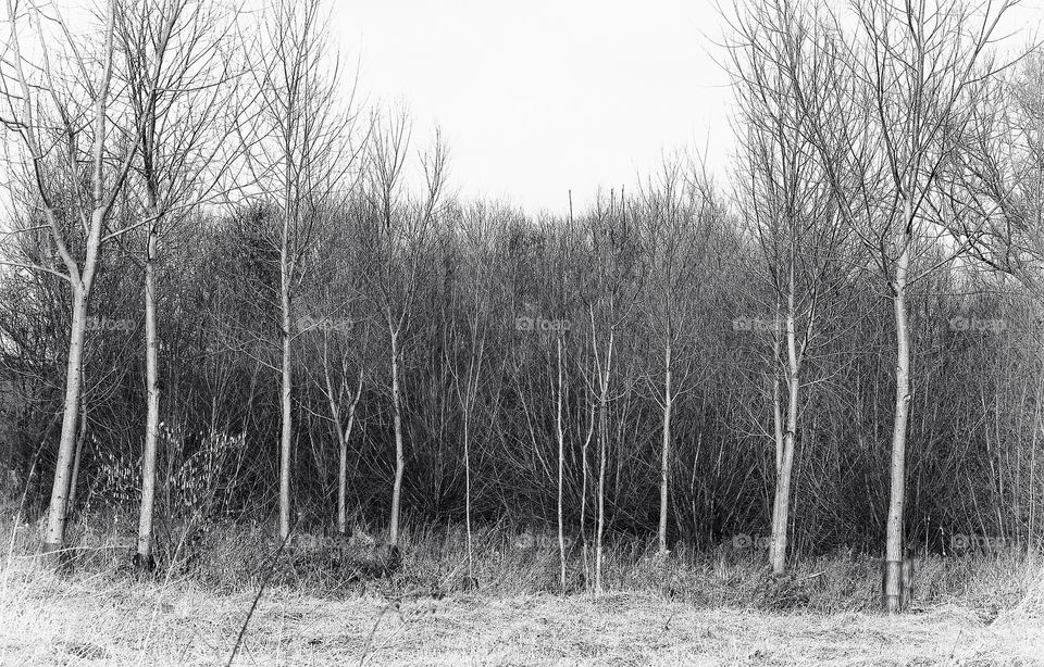 maidenhead uk trees natue by resnikoffdavid