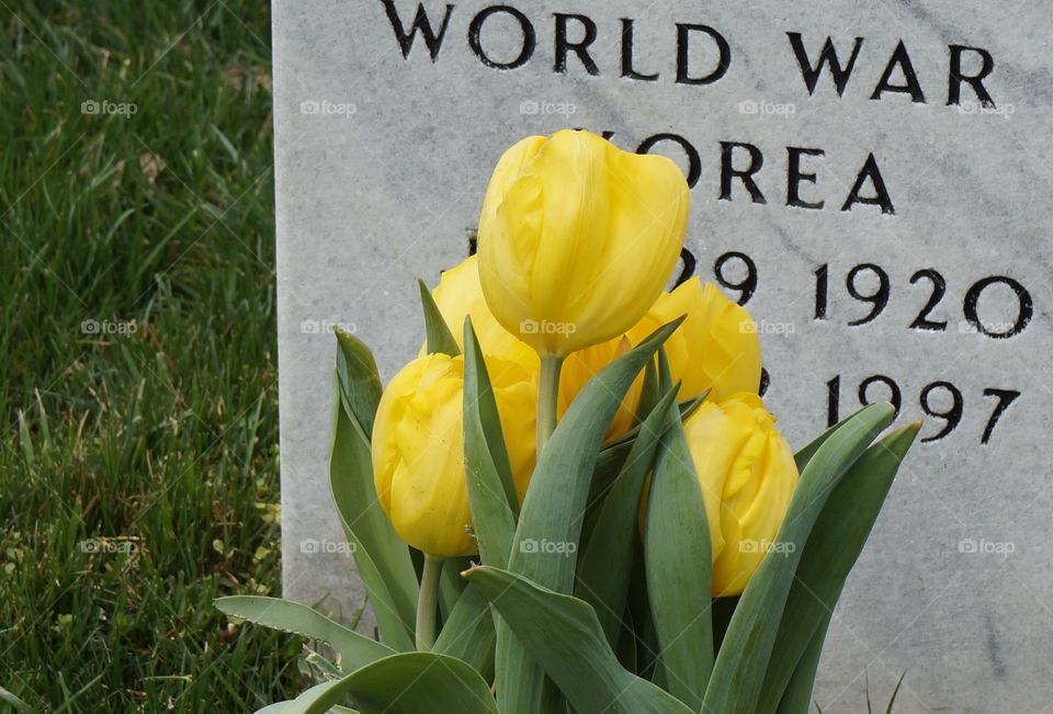Yellow tulip flowers at Arlington Cemetery grave stone.