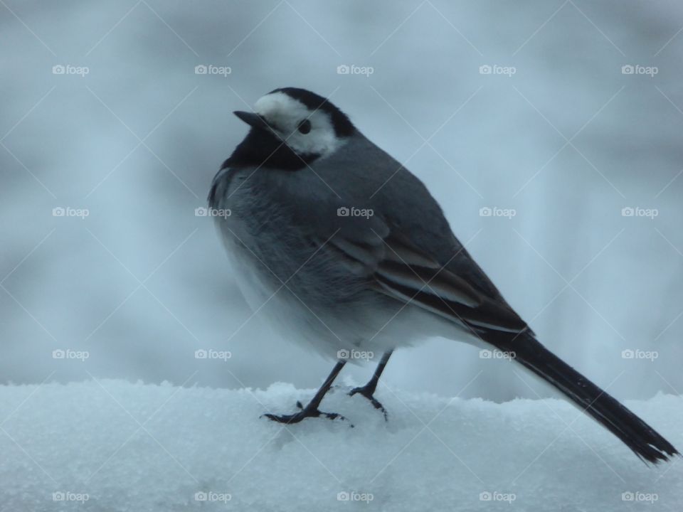 Wagtail