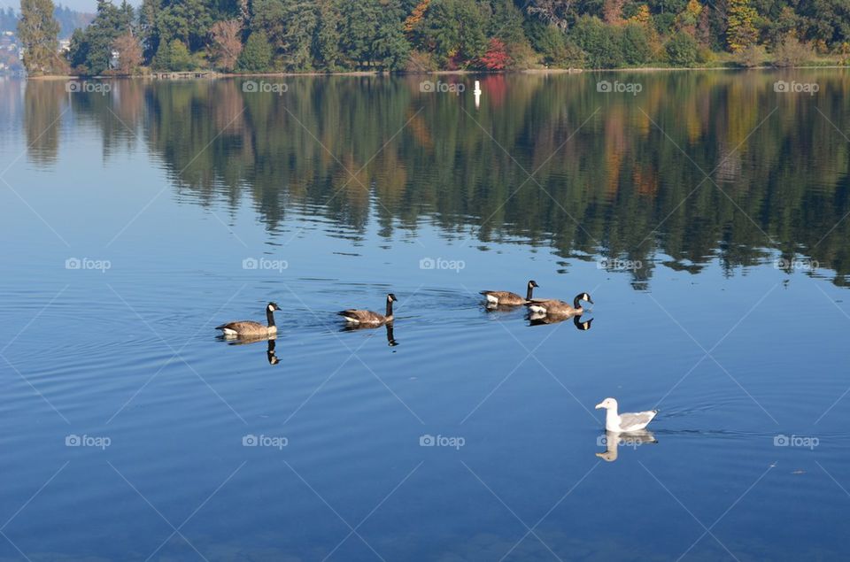 Canada geese and a Seagull