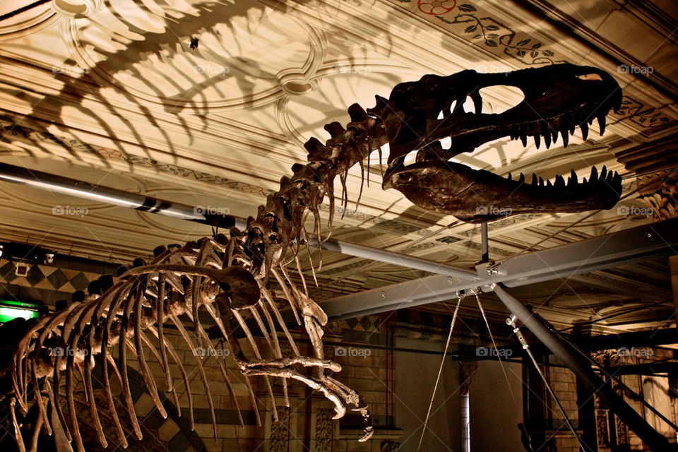 london history museum dinosaur by steftsantilas