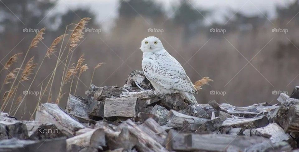 Snowy owl
