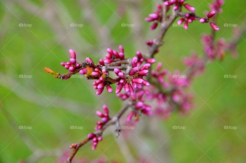 Beautiful pink blooming tree branch 