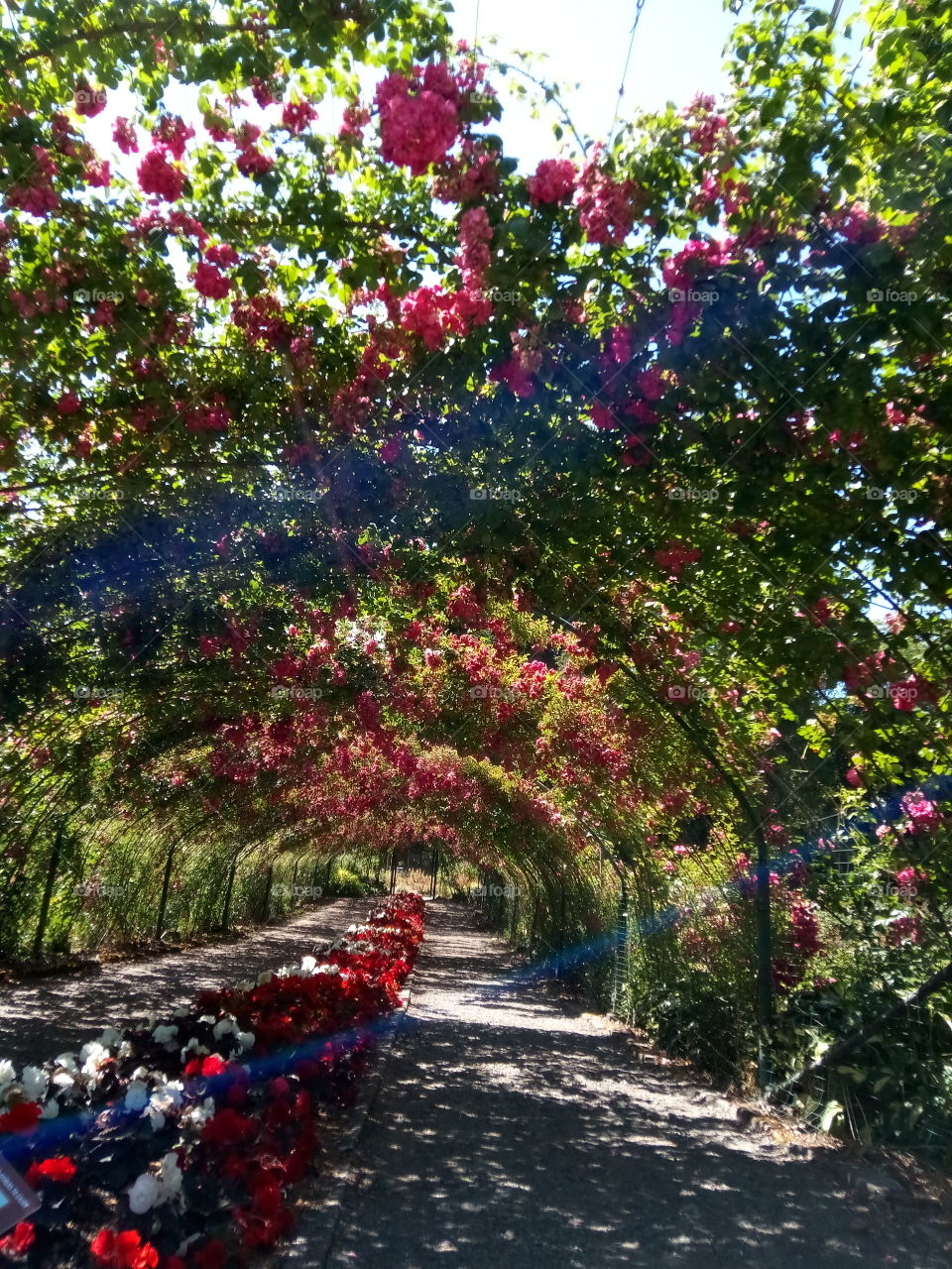 rose tunnel