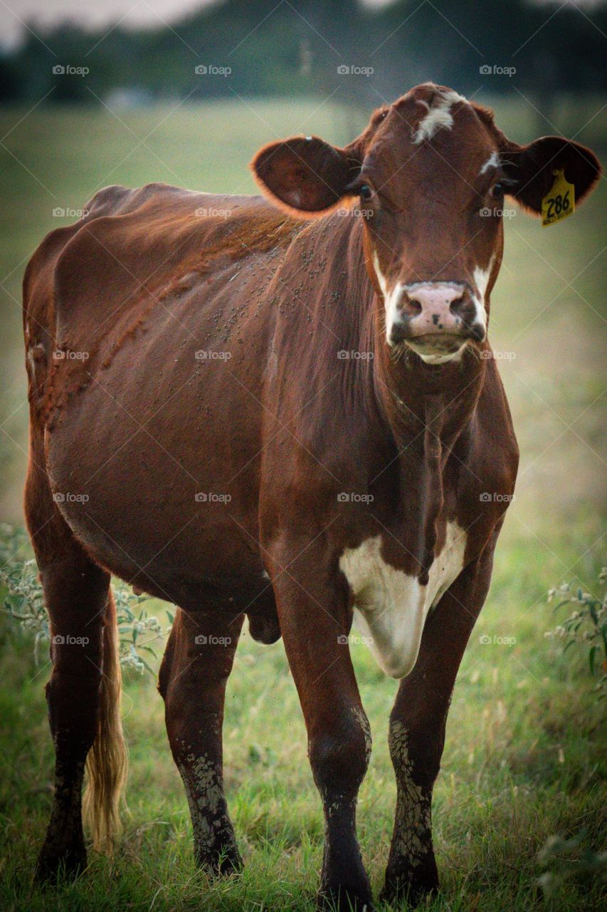 Cow in Texas II