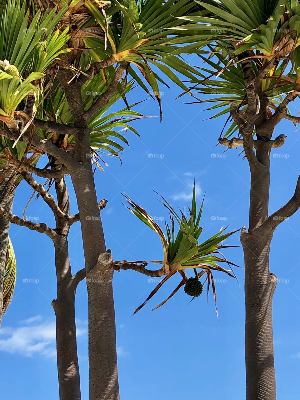 Palm trees in palm Beach