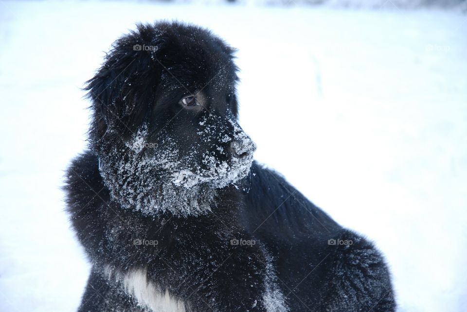 Newfoundland puppy playing in the snow, and covered in snow.