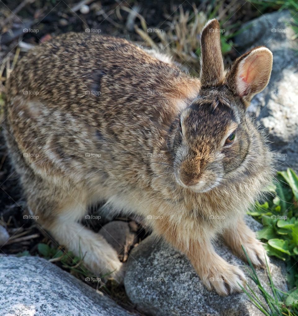 Wild rabbit