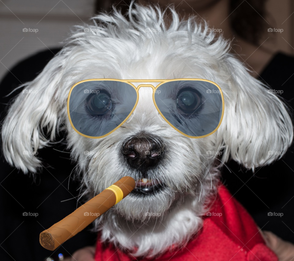 new york cool dog funny by delvec