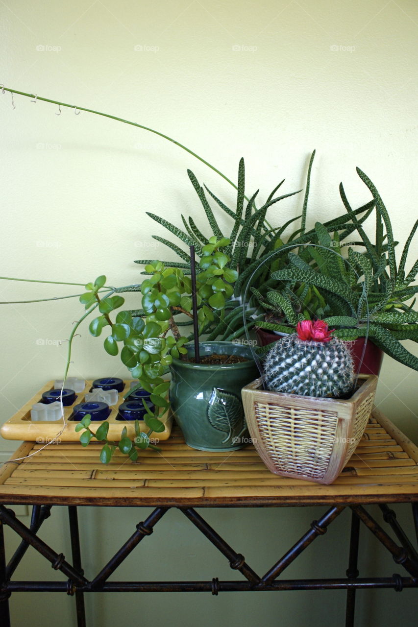 Potted Plant Variety with Tic Tac Toe, Head On