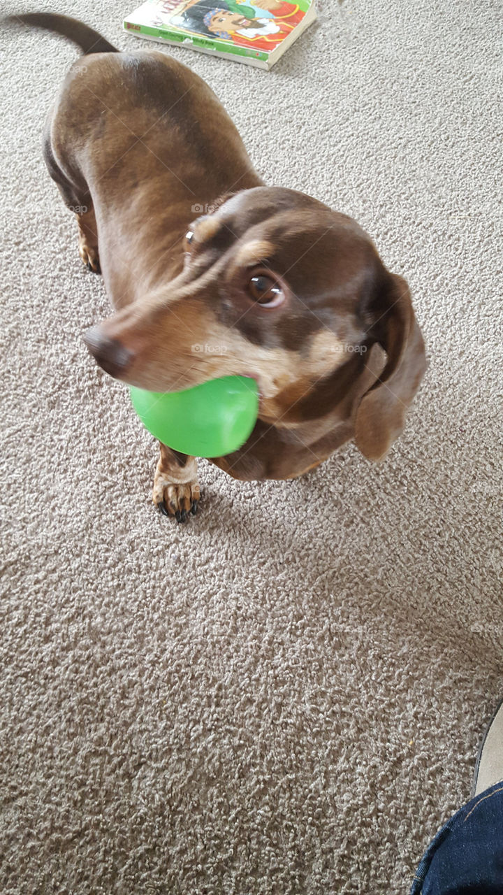 doggy ball