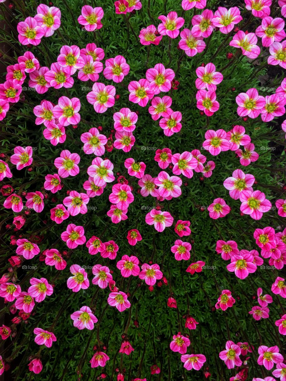 Blossom garden flowers saxifrage background 