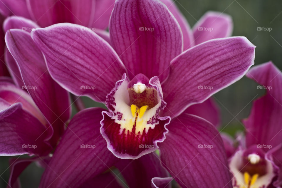 This is my mother's Cymbidium orchid. She grows them in remembrance of my grandfather who also enjoyed growing them. He was mostly colorblind, but didn't let that stop him from doing what he loved.