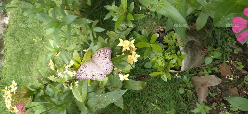 The gray sissy Junonia atlite is a species of butterfly nymphalid