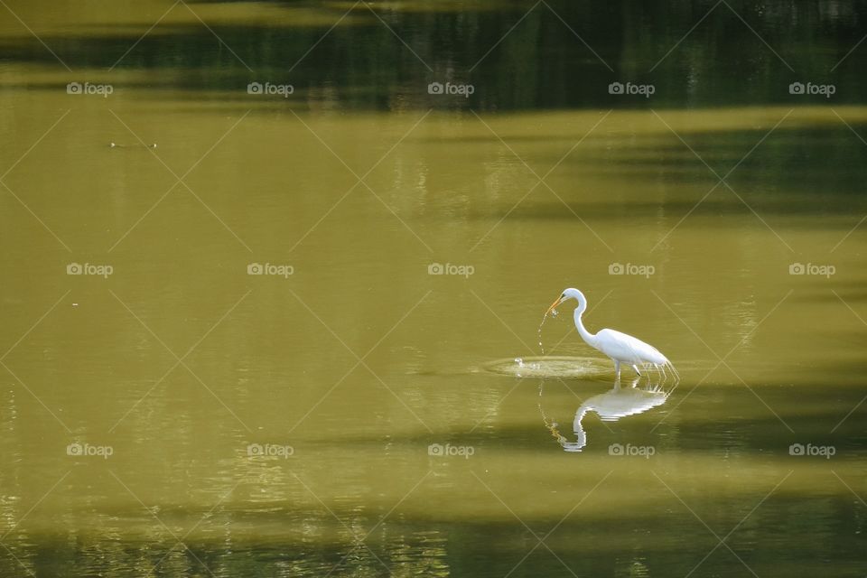 White egret fishing in Scioto river 