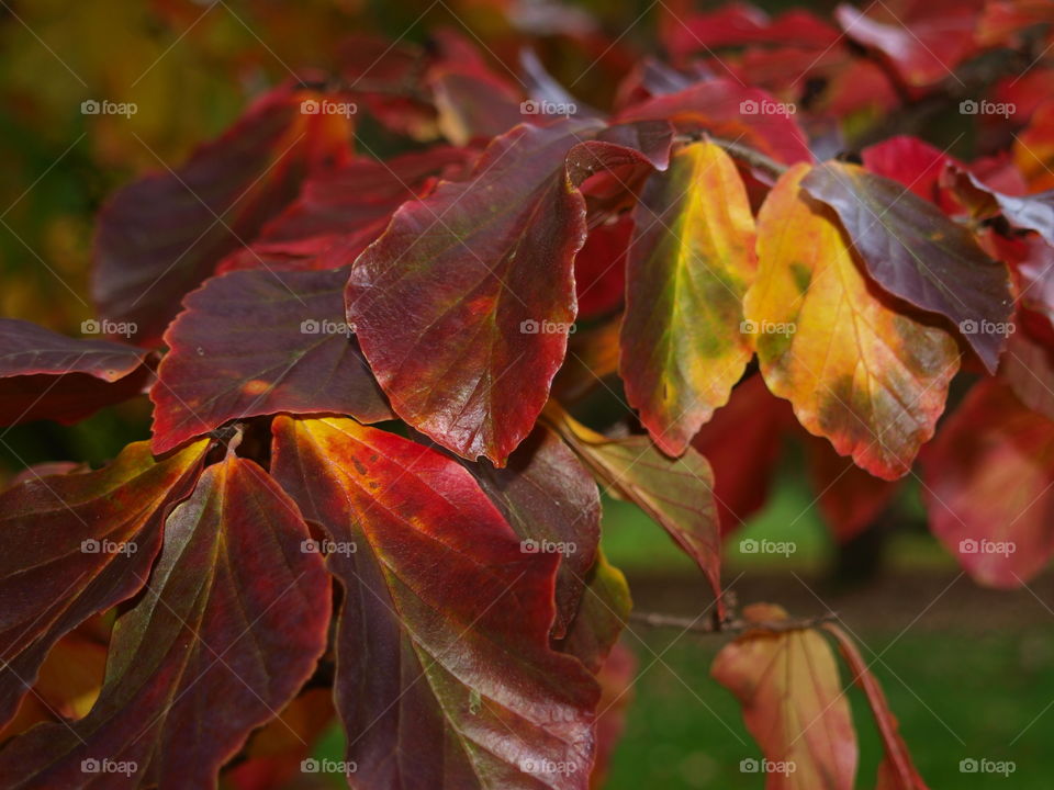 red leaves at a tree in autumn