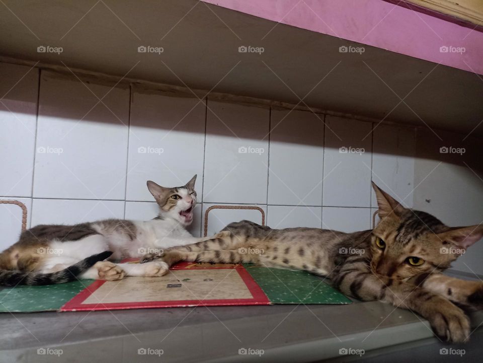 good morning . what a lazy day