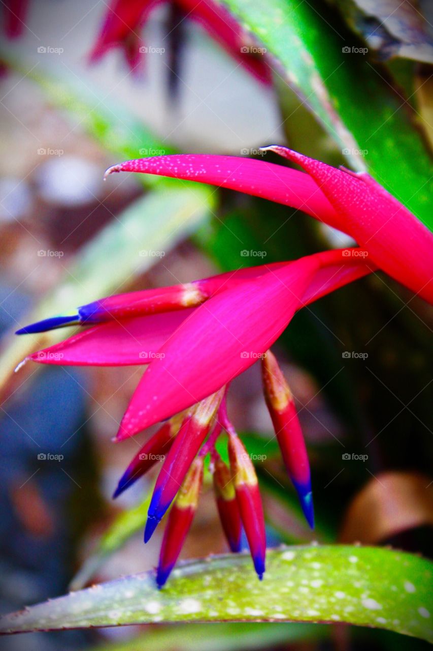 Pink and purple bloom of Queens Tears