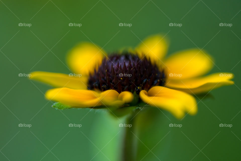 Small yellow coneflower