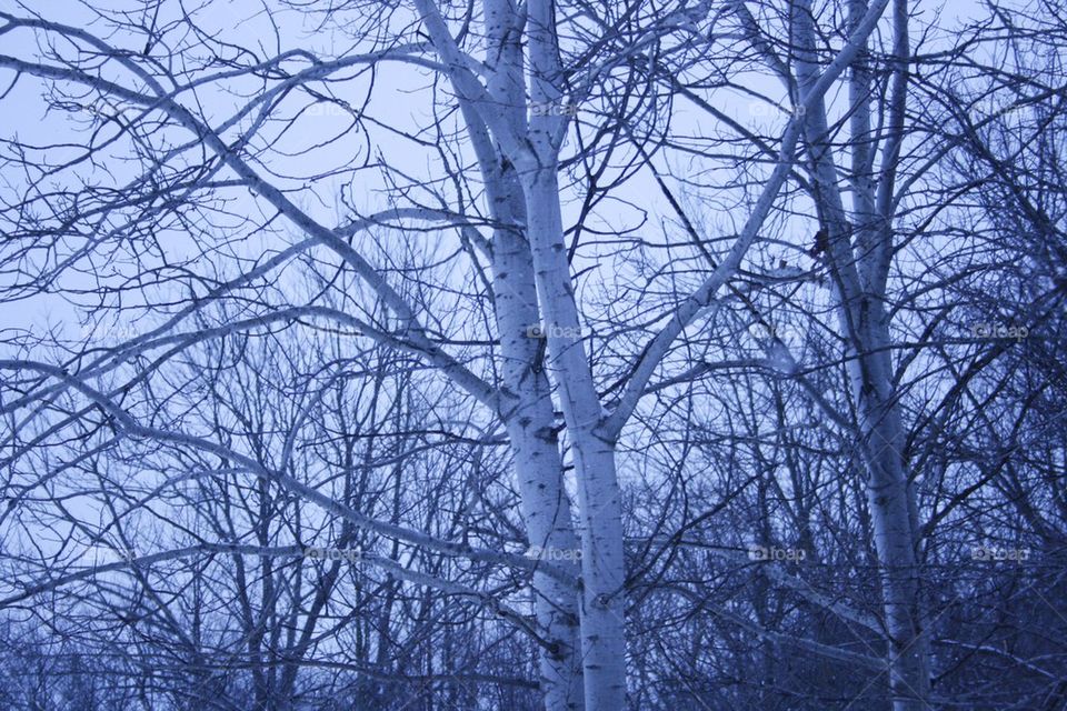 Winter Woods