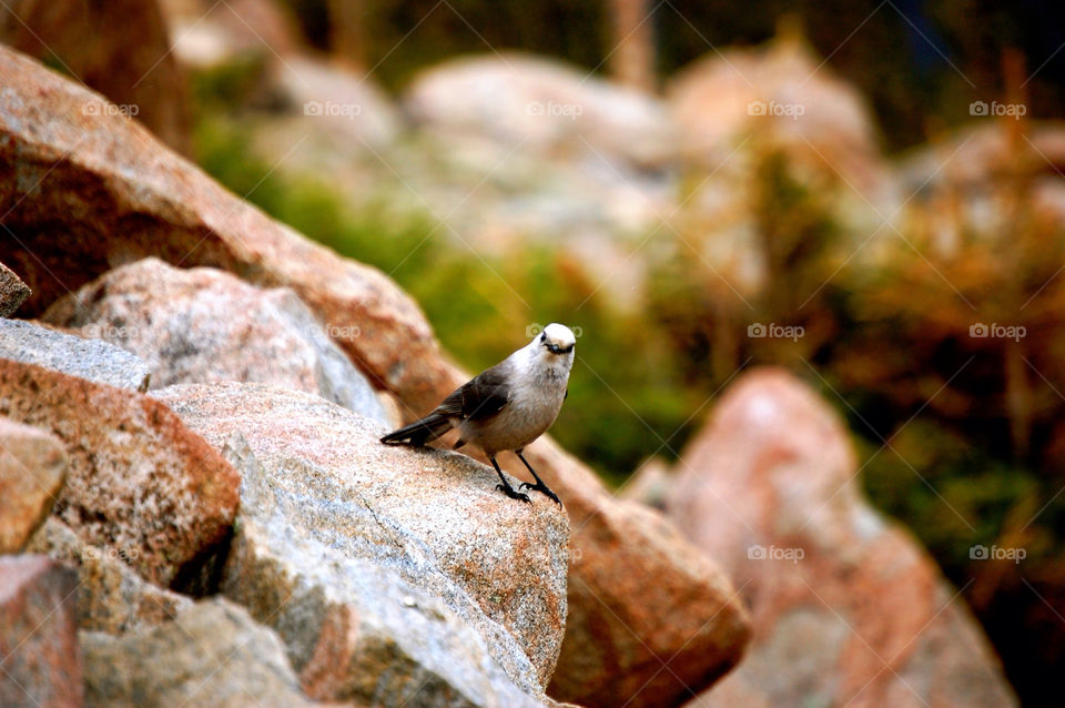 animal bird rock boulder by refocusphoto