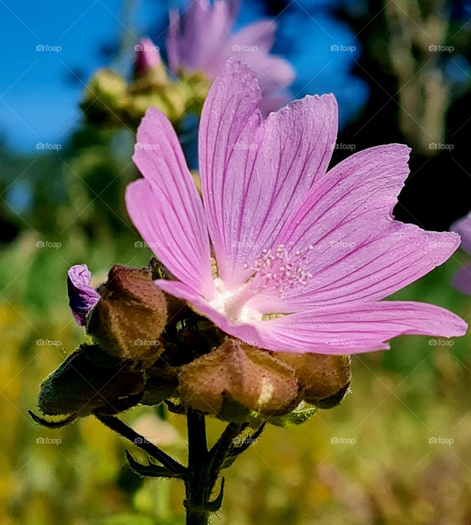 Beauty of a flower