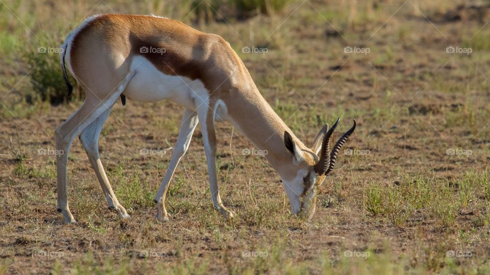 Springbok 