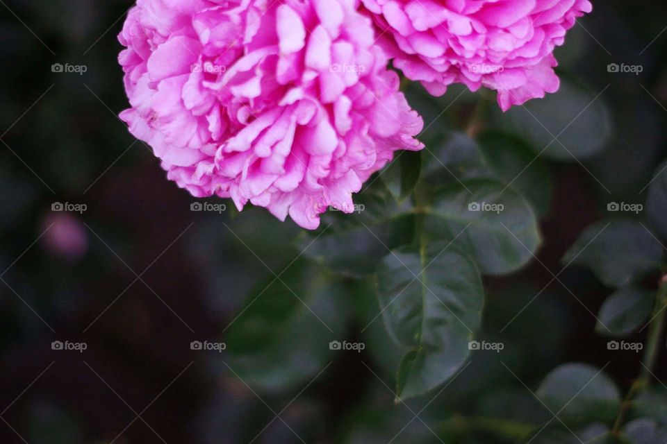 Pink roses from International Rose Test Garden in Portland, Oregon.