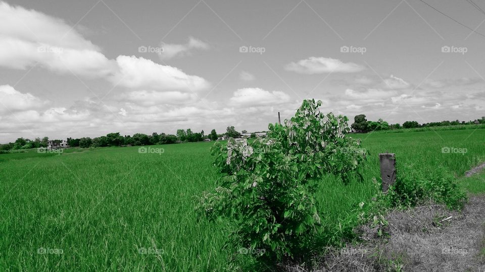 Landscape, No Person, Nature, Rural, Countryside