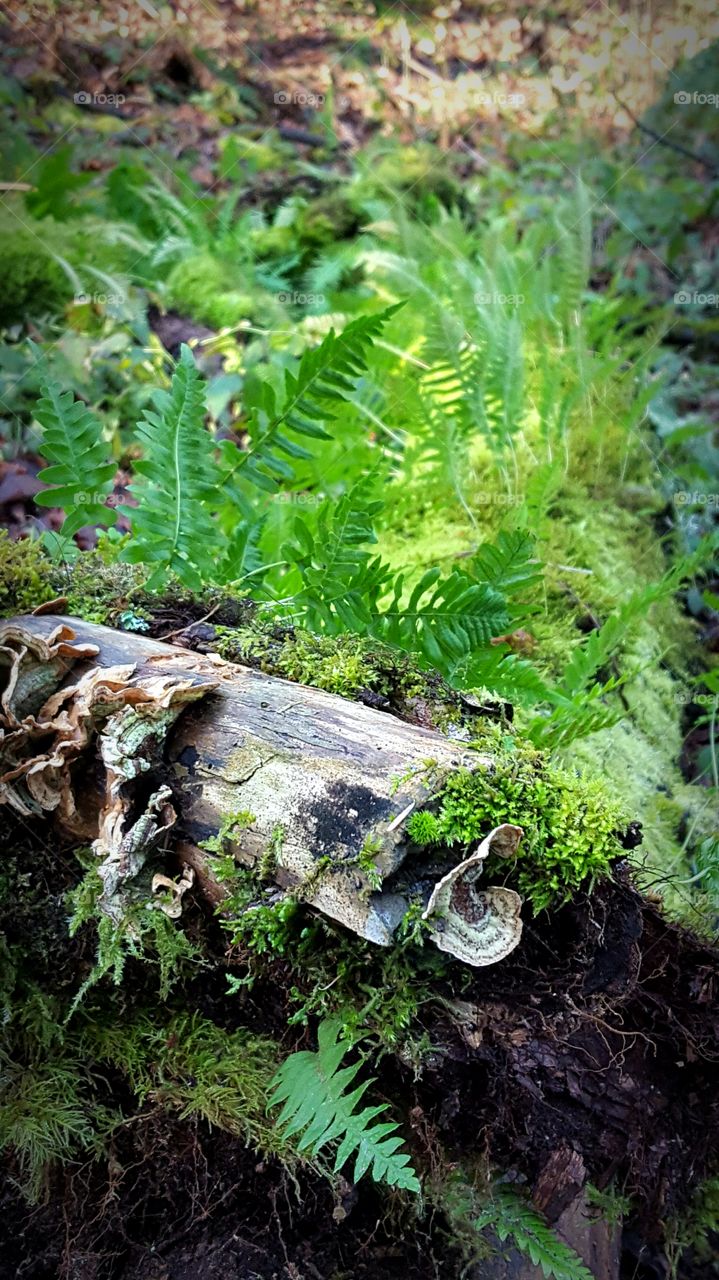 Baby ferns and mossy trees.