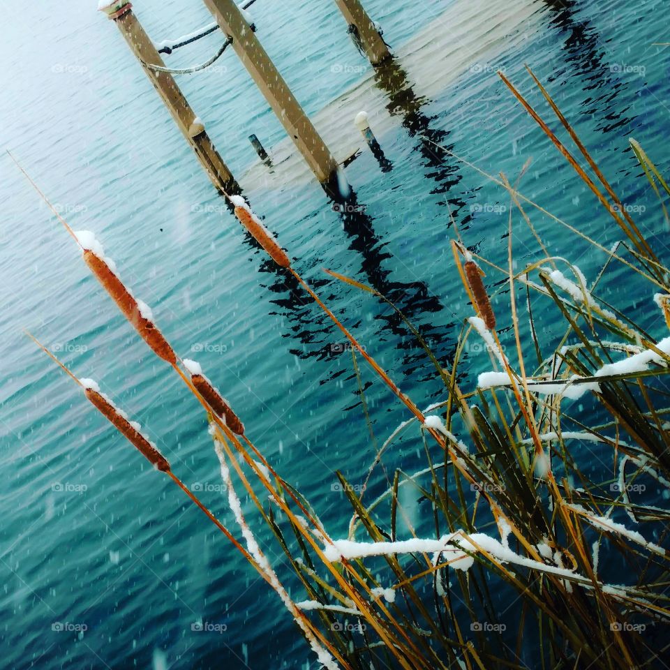 snowy cattails